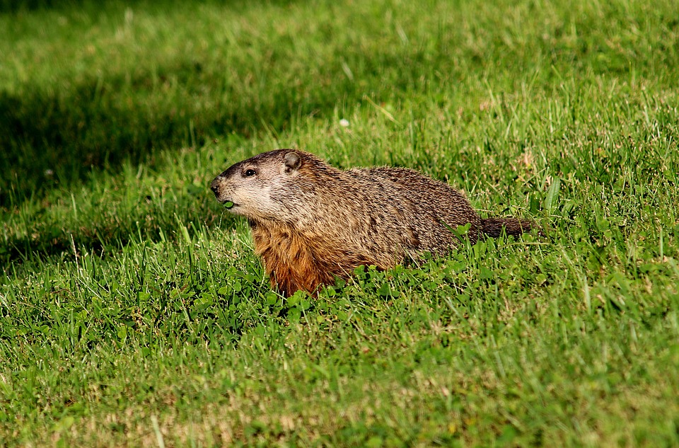 Groundhog Day and Winter Forecast Groundhog Day and Winter Forecast