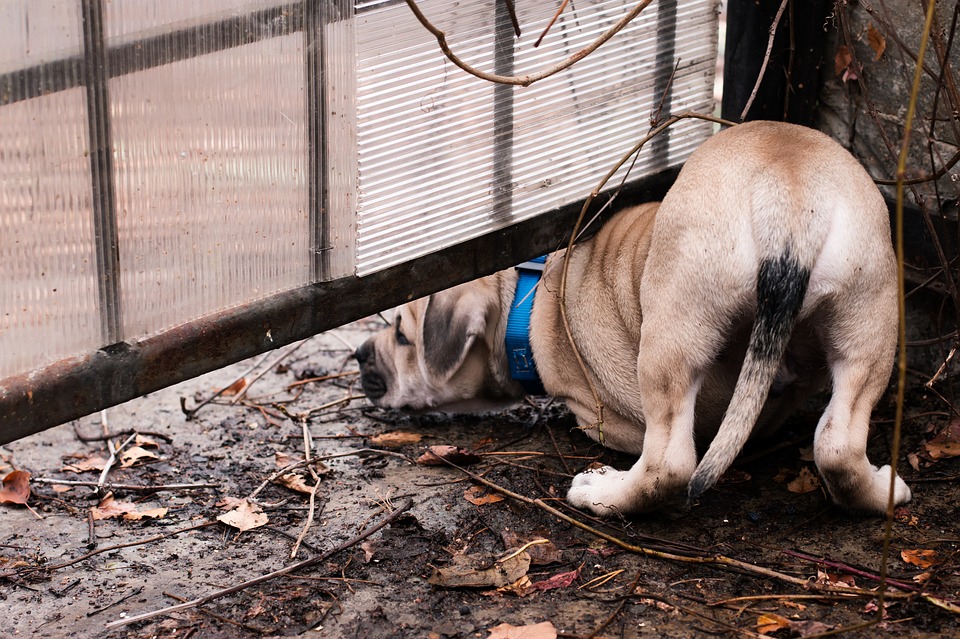Safeguard Animals When Disaster Strikes Safeguard Animals When Disaster Strikes